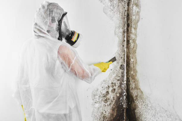 Best Mold Testing  in Liberty City, TX