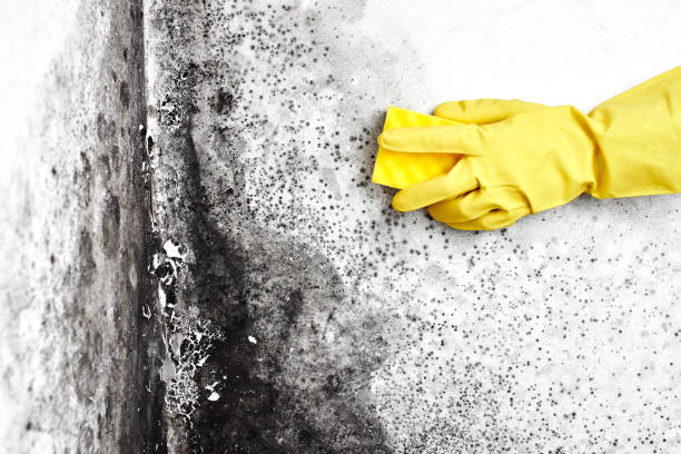 Best Attic Mold Removal  in Liberty City, TX
