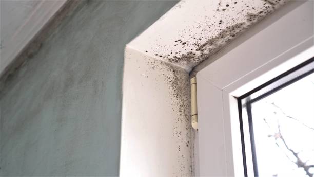 Best Office Mold Removal Services  in Liberty City, TX
