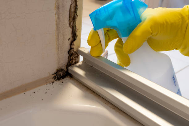 Best Attic Mold Removal  in Liberty City, TX