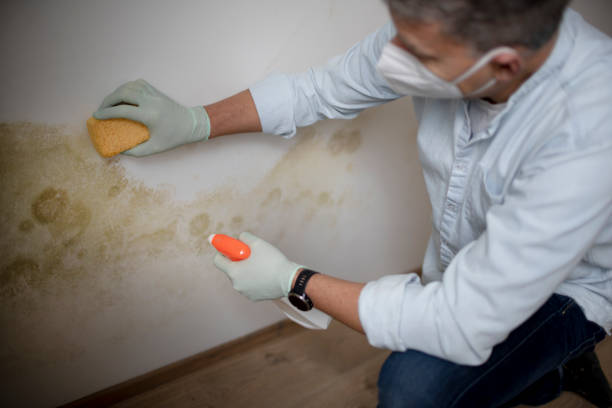 Best Commercial Mold Removal  in Liberty City, TX