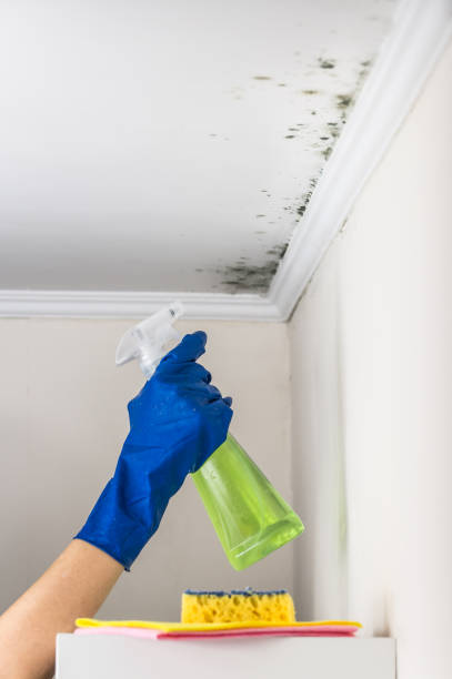 Best Local Mold Removal Service  in Liberty City, TX